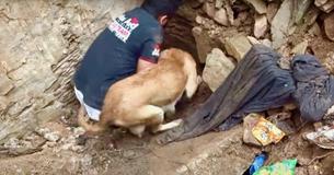 Anxious Dog Mom Helps Rescuers Dig To Save Puppies Trapped Under Rubble