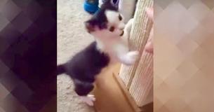Newborn Feline Scheduled To Be Put Down Rescued By Woman