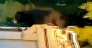 Bear Seen Riding On Roof Of Garbage Truck In Pennsylvania
