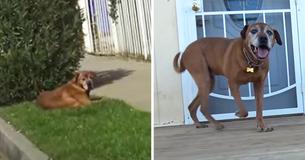 Heartbreaking Story Of Senior Dog Who Got Left Behind Because Family Transferred Home