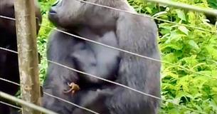 Le grand gorille dominant devient le meilleur ami du bébé galago