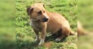 Traumatized Dog With Scars On Her Back And Head Can’t Believe She Has Been Rescued