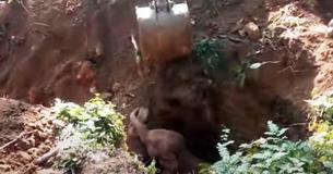 Gracious Wild Elephants Seem To Salute Men For Getting Baby Elephant Out From Ditch