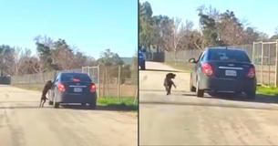 Hond rent wanhopig achter auto aan, nadat hij aan de kant van de weg is gedumpt