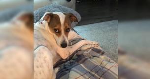 Jack Russell "meurt à l'intérieur" après avoir fait tomber par erreur son jouet en peluche sur le sol