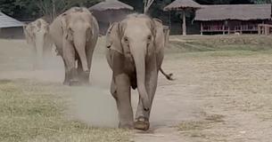 Baby Elephant Joyfully Runs To Greet Tractor Driver Friend