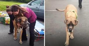 Giant Dog Pushes Himself To Walk Again In Order To Be With His Favorite Boy Again