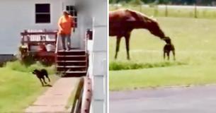 Dog Dashes Out Of House With Carrot For Her Horse BFF