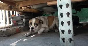 Dog Left Behind Covered In Oil At Auto Shop After The Owner Moves Out