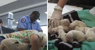 Les passagers remarquent que la chienne de service est malade à l'aéroport - Il s'avère que la chienne est sur le point d'accoucher