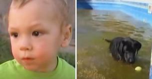 As Toddler Drowns In Pool Fast-Acting Dog Dives In To Rescue Him