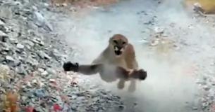 Hiker Survives Nightmarish Encounter With Cougar Who Ran Him Down Trail