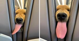 Un chiot s'ennuie sur un long vol et décide de divertir tous les passagers à bord