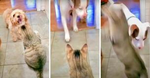 Calling For Bark-Up — Puppy Goes To Bigger Dog For Protection After Cat Takes Swipe At Him With His Claws