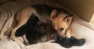 Une chienne enceinte abandonnée par sa famille reste assise jour et nuit devant sa maison