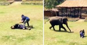 Olifant komt op voor verzorgster wanneer hij denkt dat ze wordt aangevallen