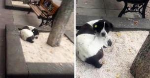 Mann findet seinen Hund drei Jahre nach seinem Verschwinden auf dem Bürgersteig wieder