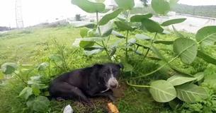 Stray Dog Too Ill To Move Sits In The Rain Until Help Arrives At The Knick Of Time