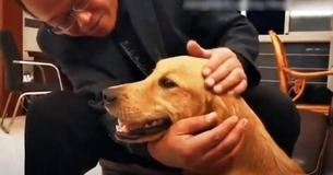 Golden Retriever Spends Two Weeks Walking Over 60 Miles To Find Owners After They Left Her At Friend's House For Temporary Care