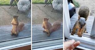 Wild Squirrel Waits Patiently At Window Each Morning To Receive Peanut