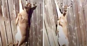 Man Spots Crying Deer Stuck In Fence And Jumps Into Action In Order To Save Her