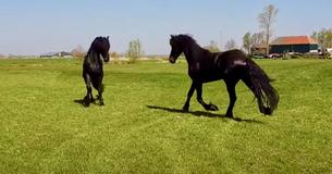 Two Stallions Face-Off Meeting For The First Time
