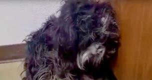 Rescuers Work For Over 12 Hours To Help Save Abandoned Dog From Busy Country Road