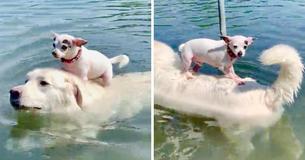 He's A Water Pal — Chihuahua Hitches Ride Across Lake On Friendly Dog