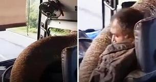 Elephant Holds Up Bus And Sticks Its Trunk Through Window To Thieve A Bunch Of Bananas
