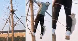 Stray Cat Stuck On Top Of Tree Clings Onto Man's Leg As It Is Being Rescued By Him Before Making A Safe Landing