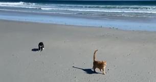 Cat Takes First Trip To Beach And Seems To Develop Strong Opinion Regarding Wind