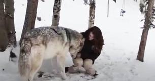 Un loup géant aime se câliner avec sa plus proche amie humaine