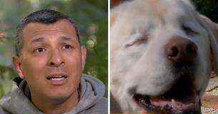 Une Labrador aveugle qui a disparu pendant huit jours a été retrouvée par un voisin qui pensait qu'elle était un sac poubelle au bord de la rivière