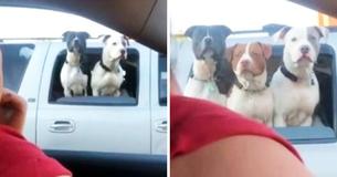 Driver Reacts Commicaly When Three Dogs Stick Their Heads Out Of Pickup Truck's Window At Red Light