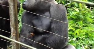 Riesiger Gorilla hält einen winzigen Primaten in seiner Hand, während die Pfleger fassungslos zusehen