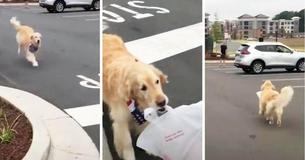 Golden Retriever Gains Fame For Delivering Takeout Dinners To Her Dad Every Week