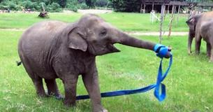 Elephant Has Time Of Her Life Playing Outside With Ribbon