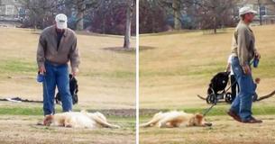 Un chien proteste contre la décision de son propriétaire de quitter le parc, offrant une vidéo très amusante