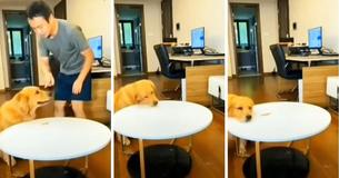 Clever Dog: Golden Retriever Replaces Treat In Order To Trick Owner Into Thinking Pup Has Not Eaten