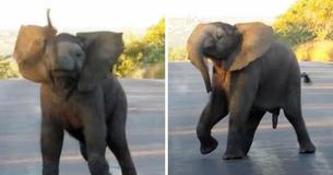 Jumbo Jive: Cute Baby Elephant 'Dances' On Road For Safari Tourists In South Africa