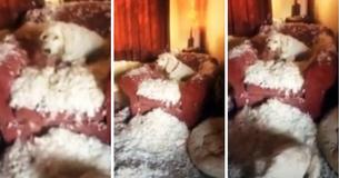 Dog Owner Discovers Naughty Dog Sitting In Pile Of Stuffing After Ripping Up Chair