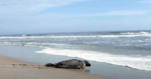 Rescued Seal Pippi Returns To Her Ocean Home Following Nine Months Of Rehab: 'She Is A Fighter'