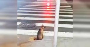 Stray Dog Sits By Street For 40 Seconds Waiting For Green Light At Crossing
