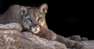 Starving Cougar Wanders Into Olympic Peninsula Animal Rehab At The Last Moment