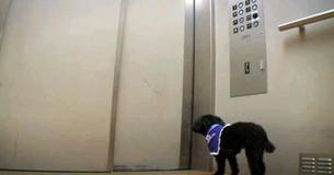 Teacup poedel gaat in een verpleeghuis met de lift op een ontroerende missie