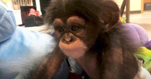 Baby Chimp Is Fascinated When She Looks In Mirror For First Time