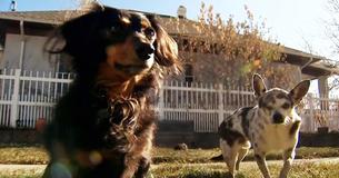 Heroic Dachshund Saves Smaller Dog Buddy From Mountain Lion Attack