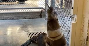 Sea Lion Found Tangled In Fishing Line With Stomach Full Of Rocks Happily Returns To Sea