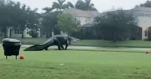 Gigantischer Alligator schlendert während eines Hurrikans über einen Golfplatz in Florida