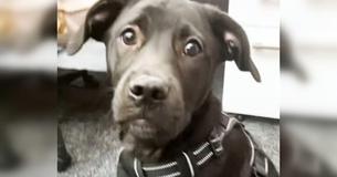Pup Keeps Getting Returned To Shelter Prompting Man To Figure Out The Reason